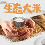 大米 胚芽米 有机大米 杂粮