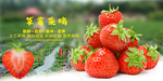 草莓图片