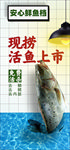 精选五花 猪五花 五花肉 里脊
