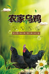 乌鸡