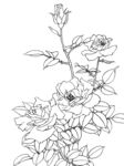 月季白描
