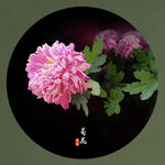 菊花素材