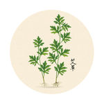 手绘艾草