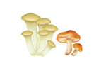 手绘杏鲍菇