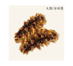 手绘海参