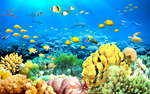 3D海豚海底世界背景墙