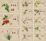 手绘中草药