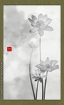 写意荷花