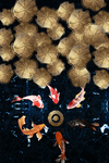 中国风国潮鲤鱼插画元素