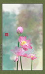 唯美荷花