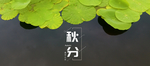秋分