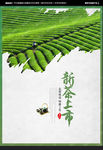新茶上市