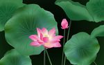 荷花矢量图 插图 莲花图