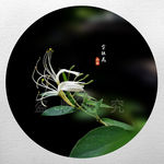 金银花