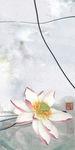 荷花玄关中式画 TIF分层