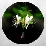 金银花