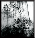 水墨竹子