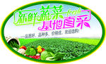 新鲜蔬菜