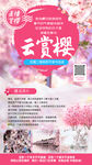 云赏樱