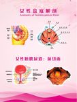 女性盆底解剖