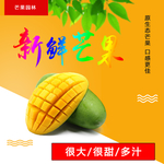 芒果