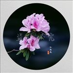 杜鹃花