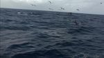 海面海鸥