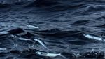 飞鱼跃出海面