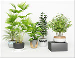 一组绿色观赏性植物