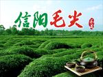 绿色背景 信阳毛尖 茶叶海报
