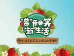 草莓采摘