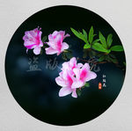杜鹃花