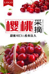樱桃采摘甜蜜可口