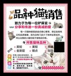 宠物猫交易销售海报宠物买卖用品