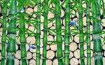 竹林风景画绿色清晰唯美电视背景