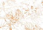 莲子花蕾朵儿 绘画