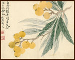 枇杷