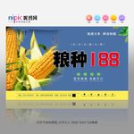 玉米种子