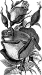 玫瑰花