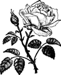 玫瑰花