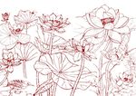 莲花绿叶  手绘画