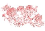 咏菊花香  工笔画