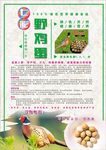 野鸡蛋