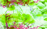 荷花电箱画