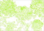 菊花绘  美工画