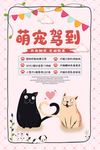 宠物