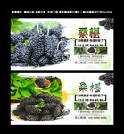 桑葚