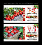 草莓