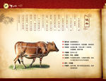 牛肉分割图