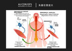 矢量医学人体图解插画